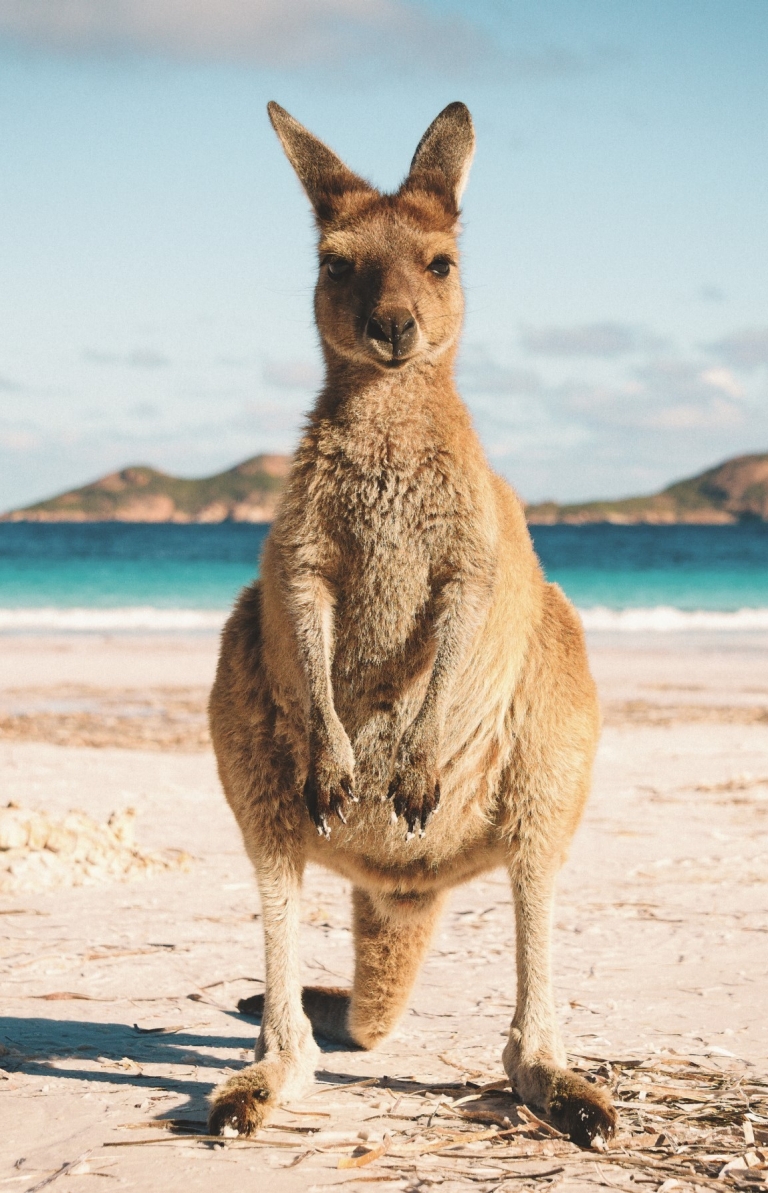 Kangaroo on the beach at Lucky Bay, Cape Le Grand National Park, Western Australia © Tourism Western Australia Kangaroo on the beach at Lucky Bay, Cape Le Grand National Park, Western Australia © Tourism Western Australia